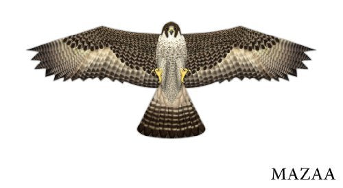 X-Kites Birds of Prey Kite 48" - Great Detail! - YoYoSam